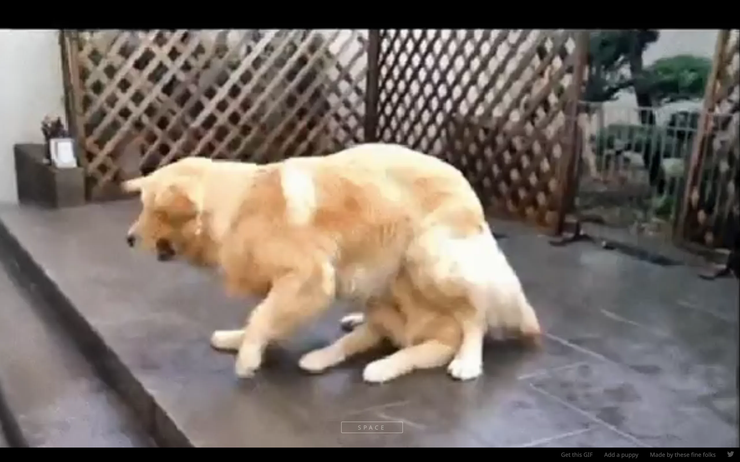 Openpuppies screenshot 1